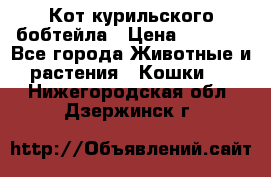 Кот курильского бобтейла › Цена ­ 5 000 - Все города Животные и растения » Кошки   . Нижегородская обл.,Дзержинск г.